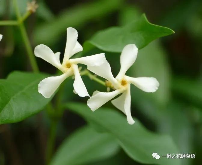 络石（Trachelospermumjasminoides）