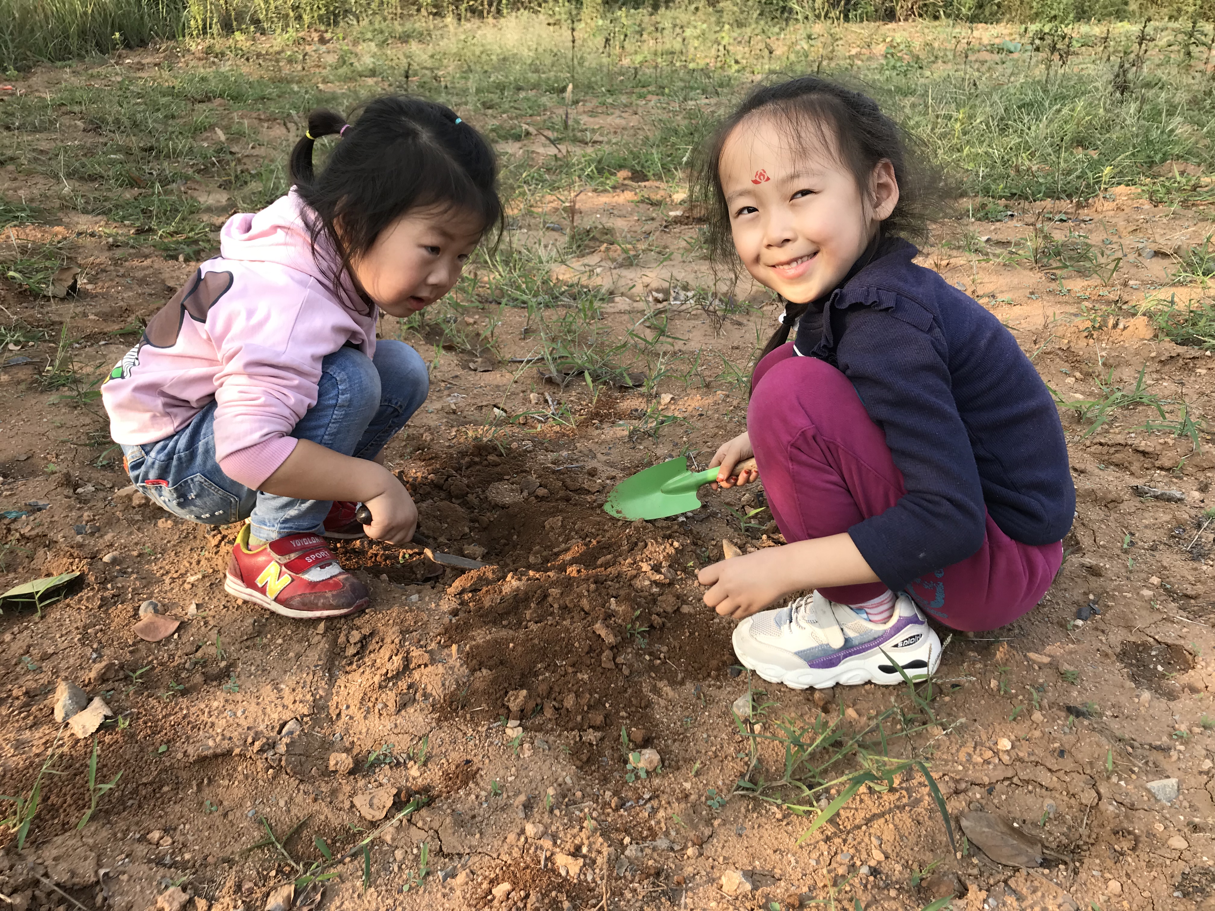 客官留步柿子红了图片,柿子红了我们一起去摘