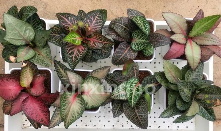 郭氏---台湾行之李瑞斌大棚及布楚礼多肉植物园游记