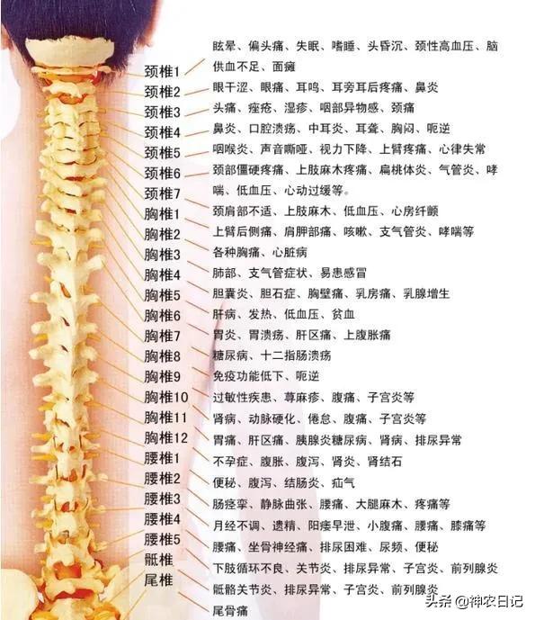 男人的风骨是什么,女人的凤骨有什么好处