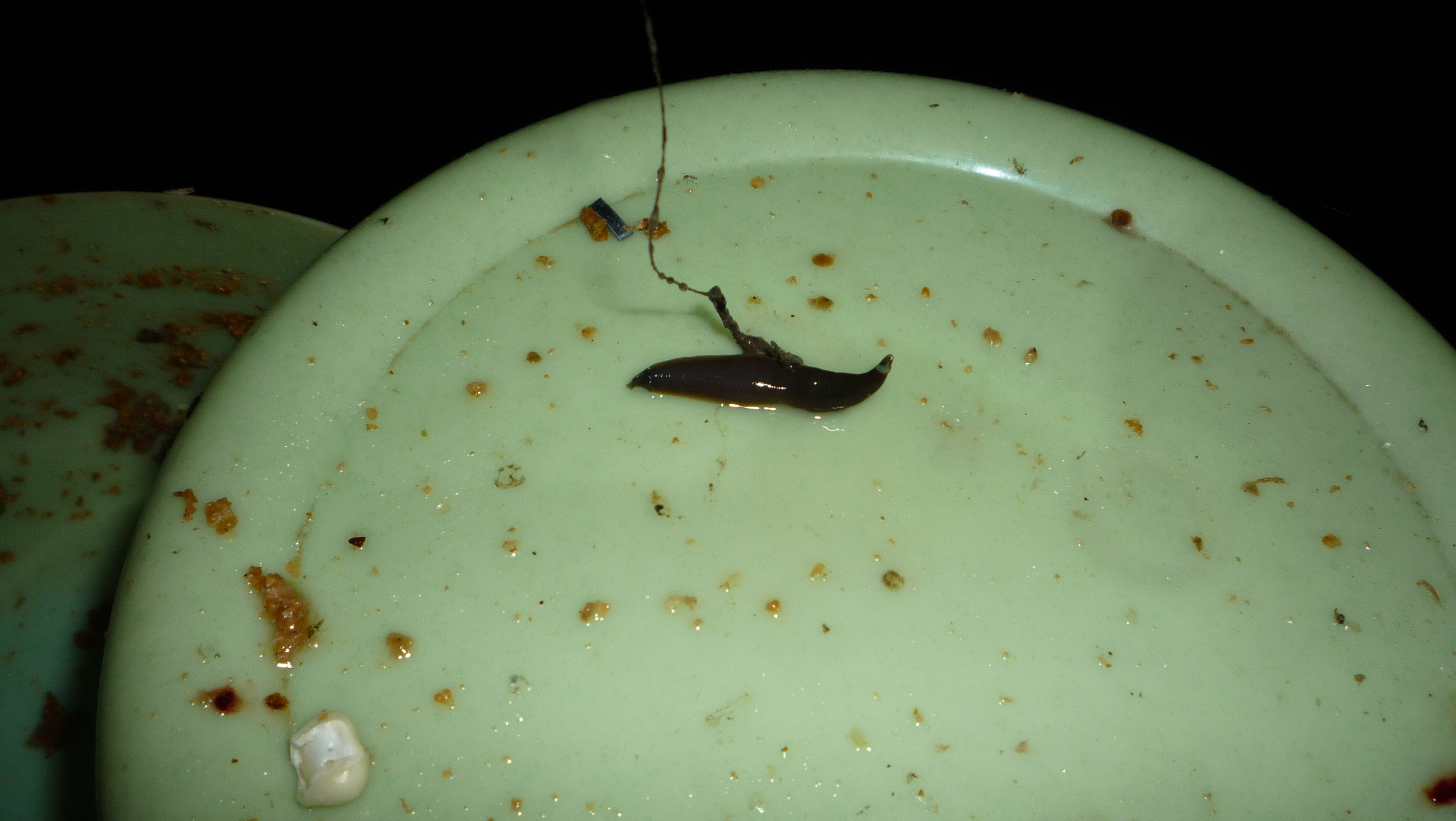 新手野钓用什么饵最好,深水野钓用饵技巧