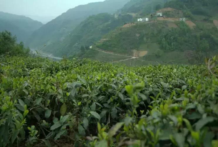 聊一聊生活那些事儿,聊一聊茶文化