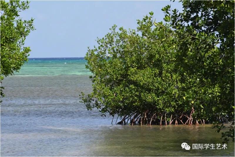 2050美国科技大赛,美国科学无国界挑战赛