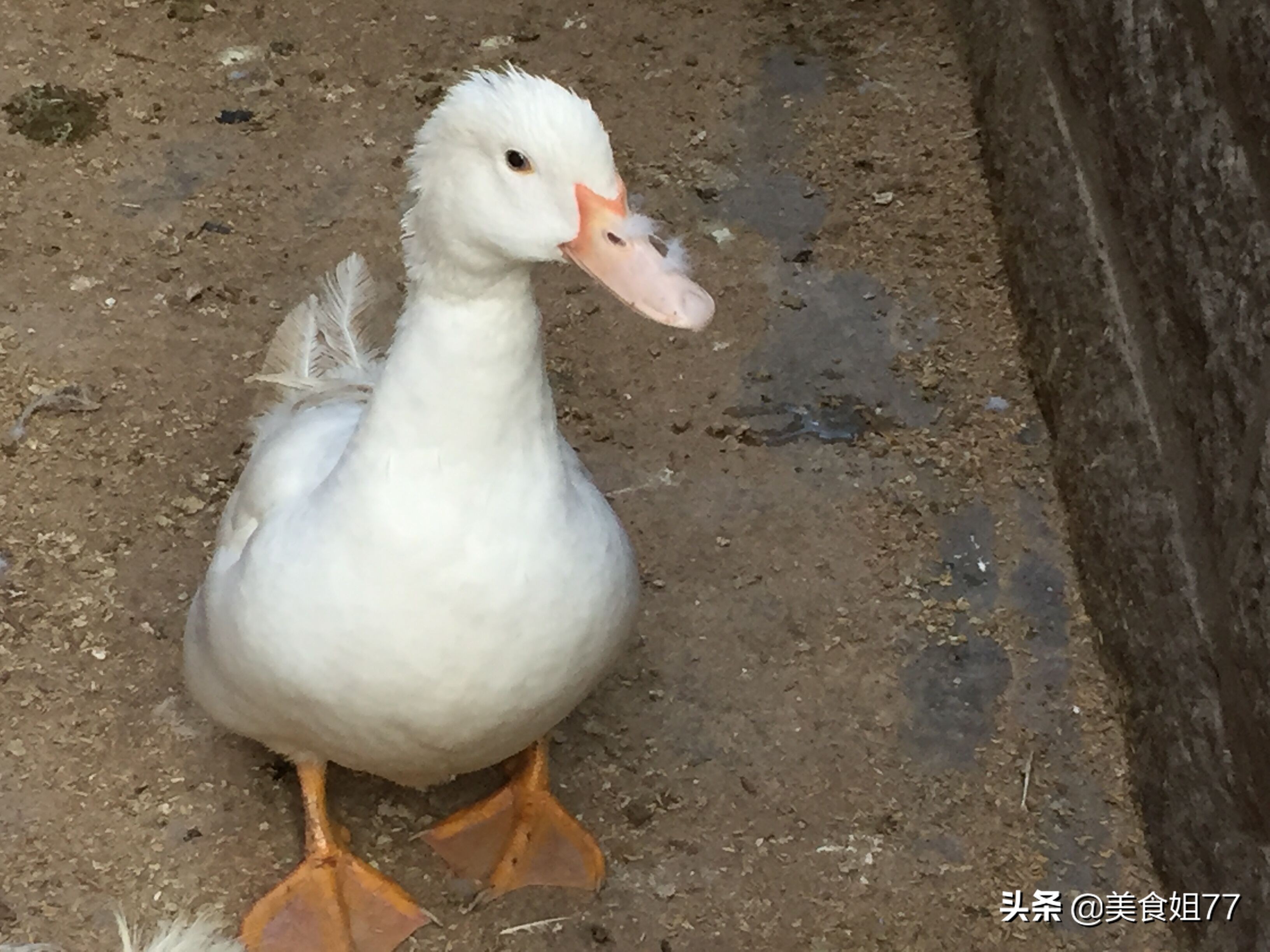 什么炖老鸭汤好喝,冬日滋补老鸭汤