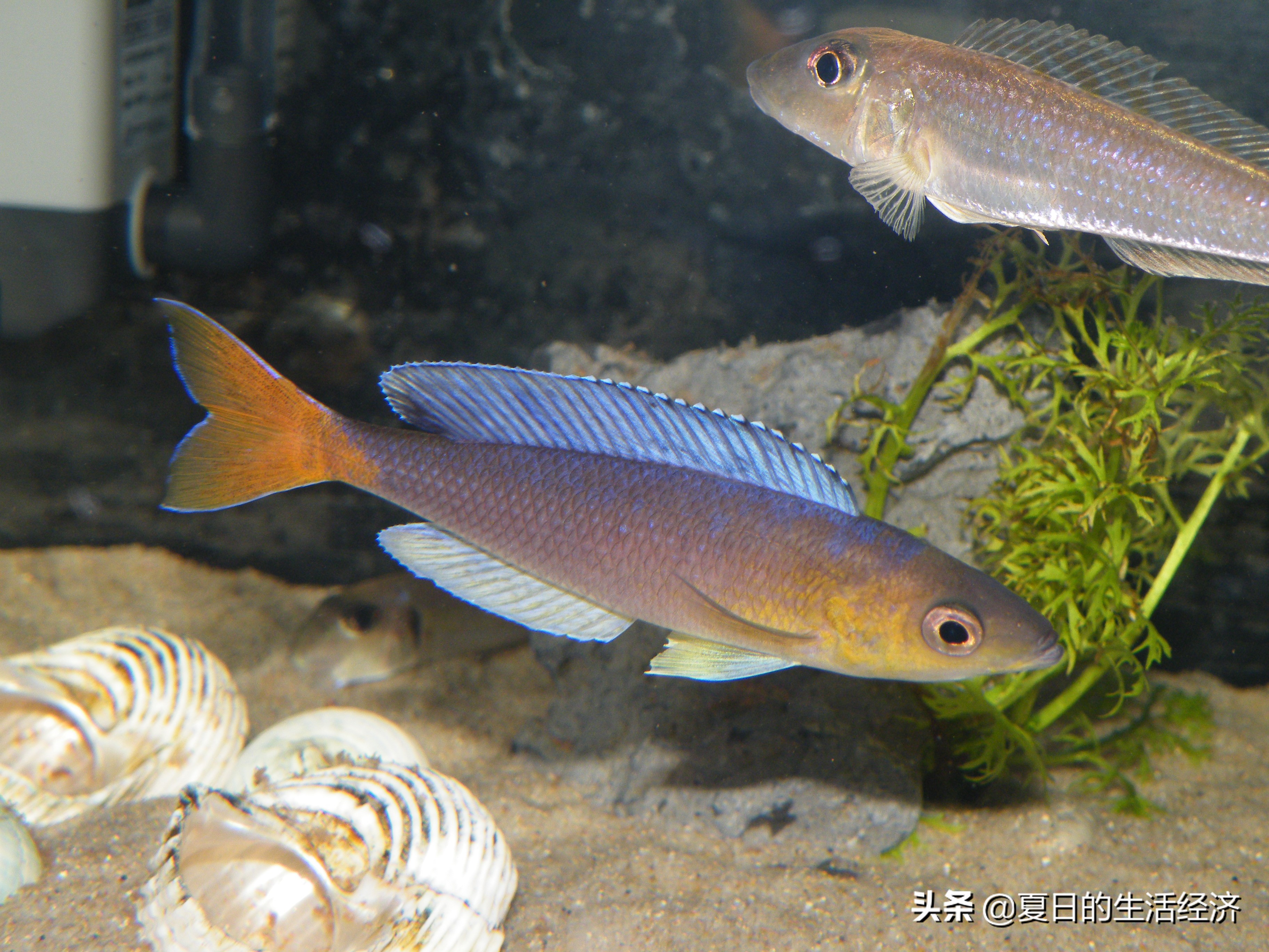 回忆三湖,三湖慈鲷纪念