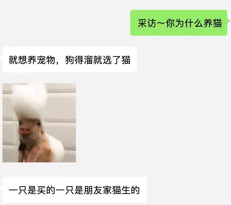 养猫的经历和收获,养猫的收获有哪些