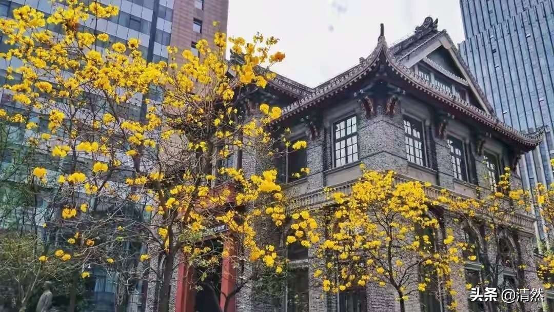华西坝黄花风铃,我与华