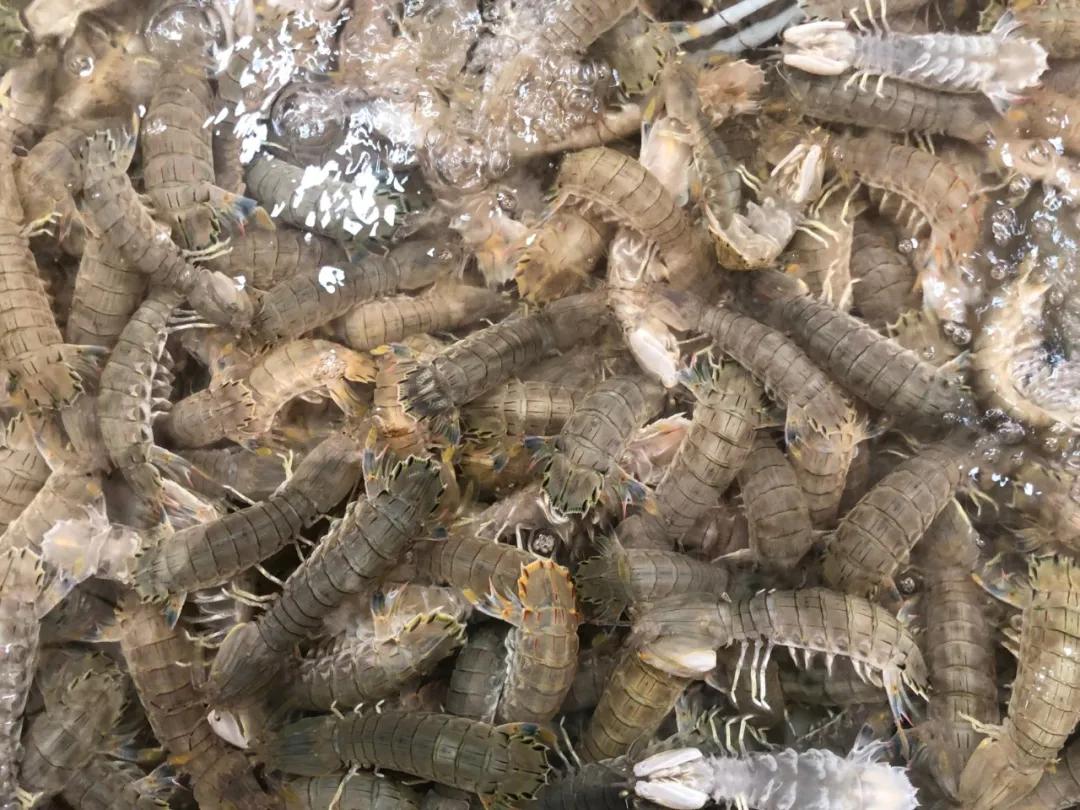 威海100元一斤的海鲜,六月份威海海鲜价格