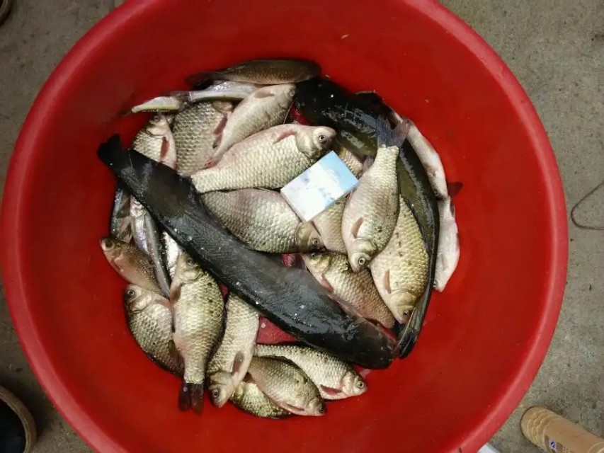 活水河钓鲫鱼用什么饵料,水草多的河钓鱼