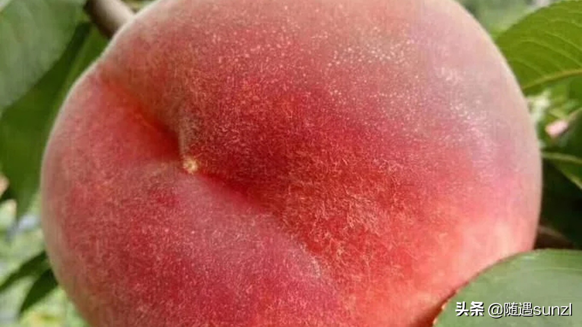 丹东宽甸桃花旅游攻略,丹东宽甸桃花岛旅游攻略自驾