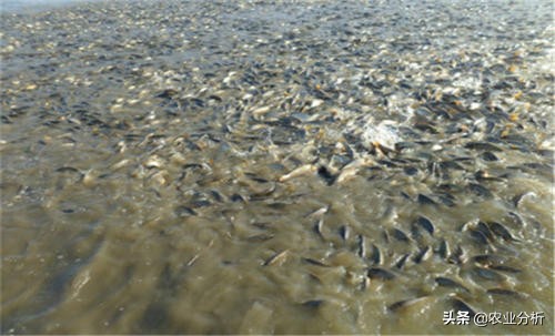 泥鳅池塘高产养殖技术,知道这些受益匪浅,来学习一下