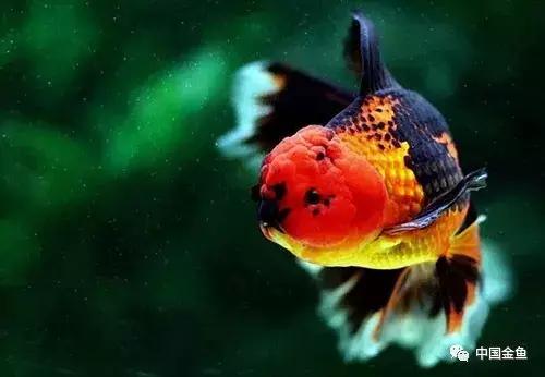 手把手教你打造真正的生态缸,如何打造一个20厘米的生态缸