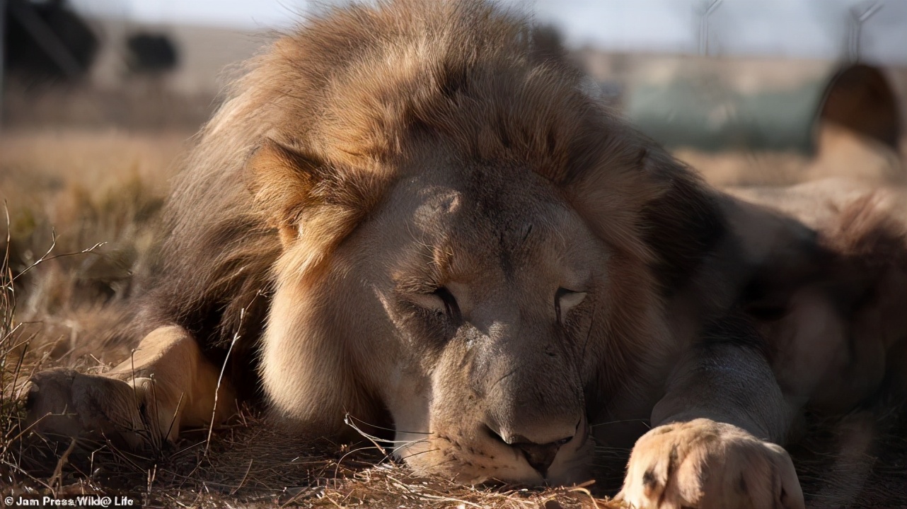 南非四头狮子差点被扒皮抽骨，变成虎骨膏替代原料，结局令人暖心