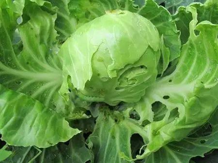 小菜蛾用诱虫灯能灭吗,小菜蛾几乎对所有药剂都有抗药性