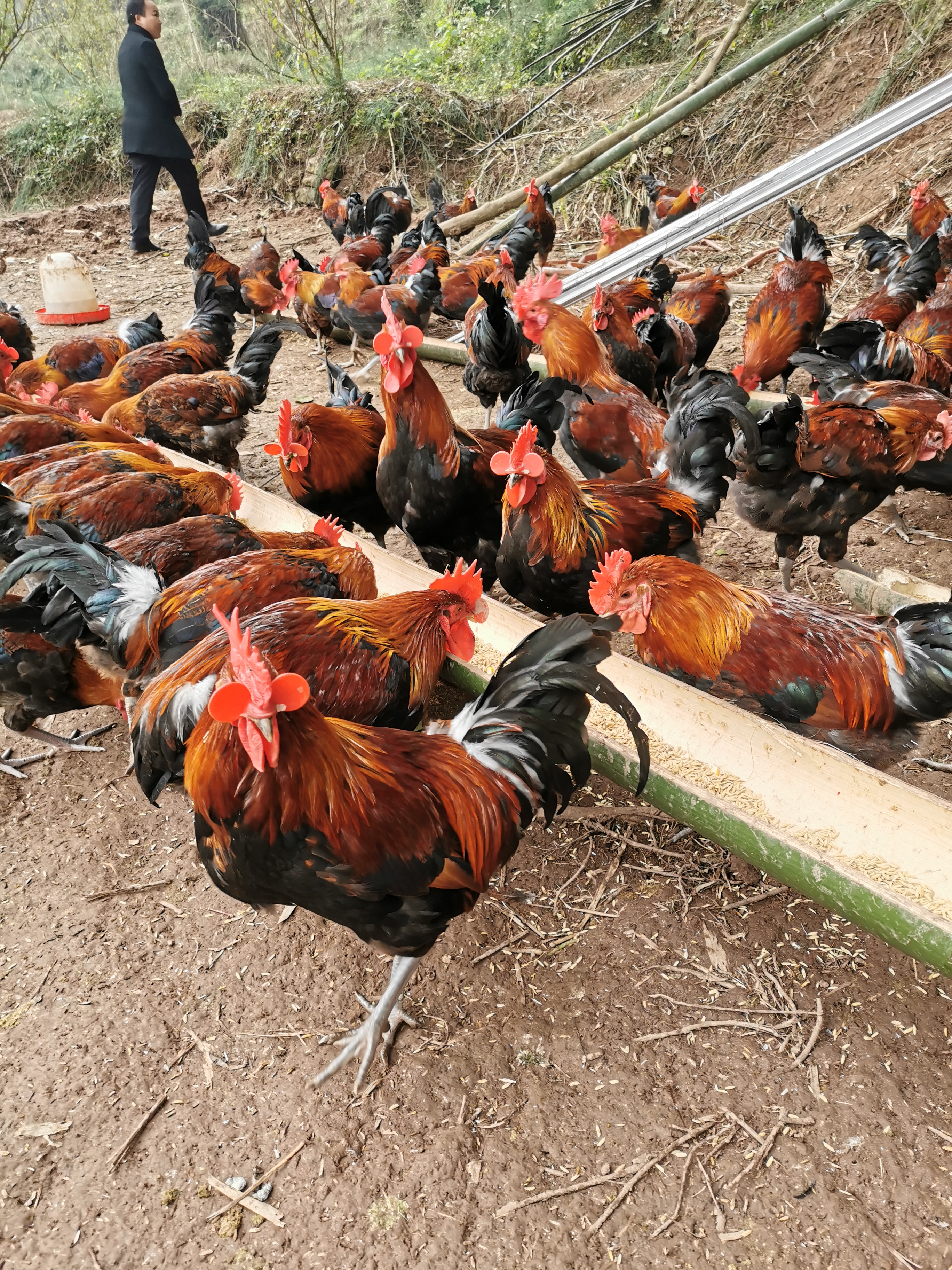 鸡冠癣的防治措施,鸡冠癣最好治疗方法