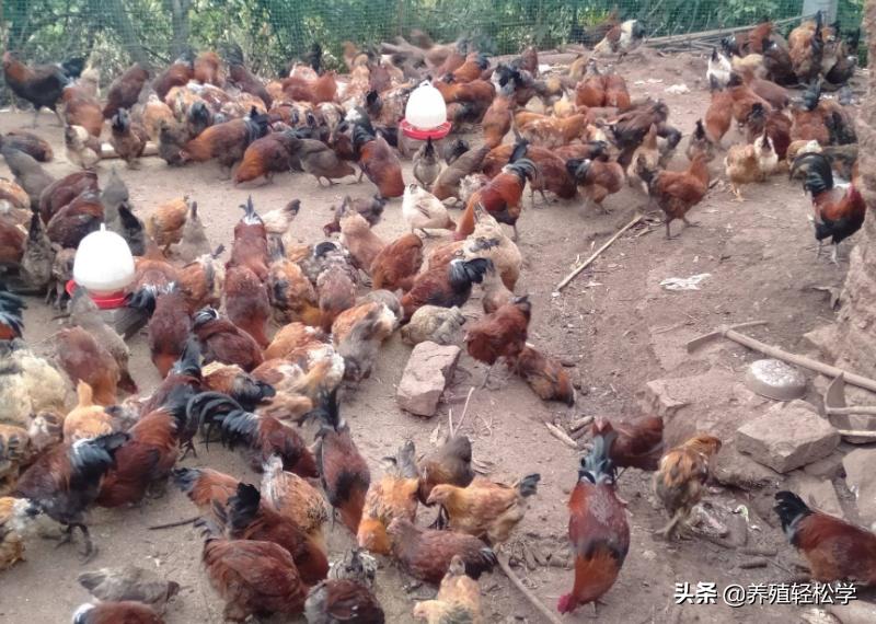 鸡感染绦虫免疫力下降吗,鸡感染寄生虫有什么症状