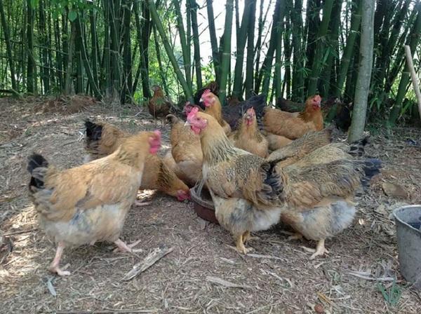 麻鸡为什么便宜,麻鸡优缺点