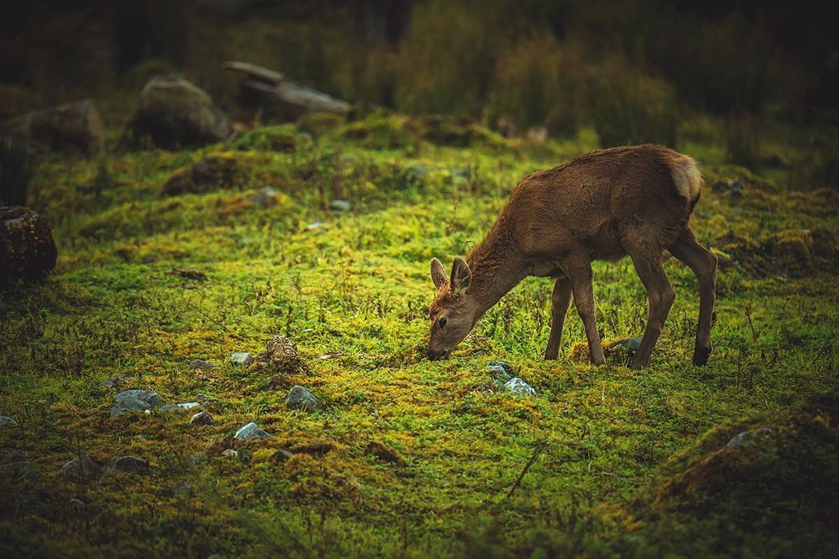 它被钓鱼人称为“诱鱼之王”，只可惜价格太贵连土豪都用不起