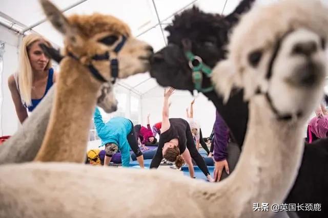 羊驼专治什么病,羊驼治愈厌食症