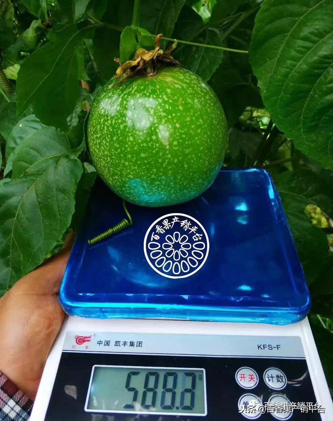 黄金百香果和百香果营养价值区别,百香果巨无霸和黄金果有什么区别