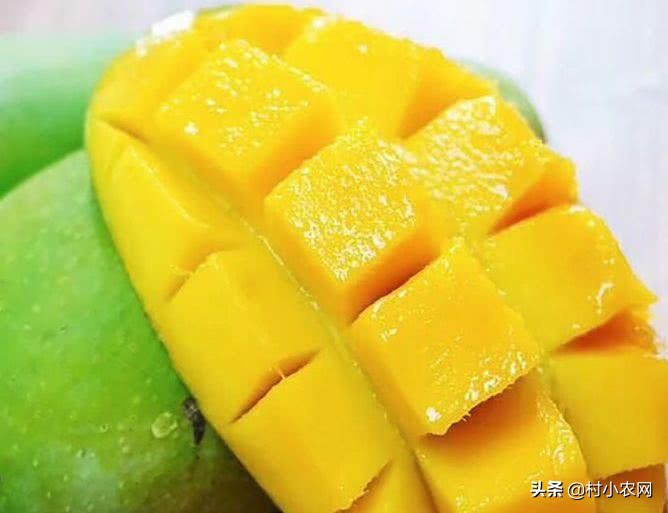 芒果采摘到成熟多少天,芒果怎样才能快速成熟