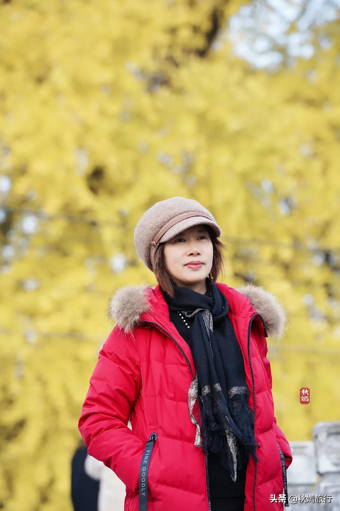 相城区北桥镇千年银杏树,苏州相城银杏打卡