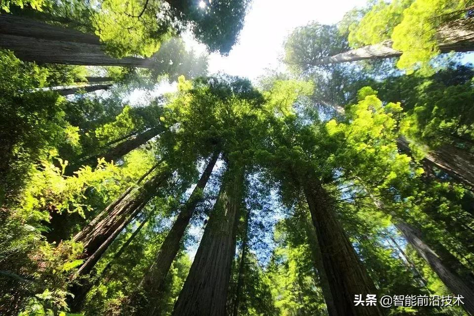 神奇“树联网”,地球本身是一个巨大的超生物体