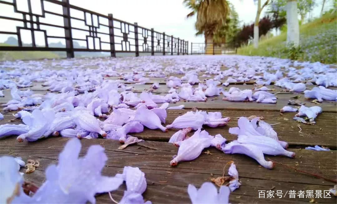 蓝花楹惊艳了初夏的那一抹紫,云南蓝花楹的紫色浪漫