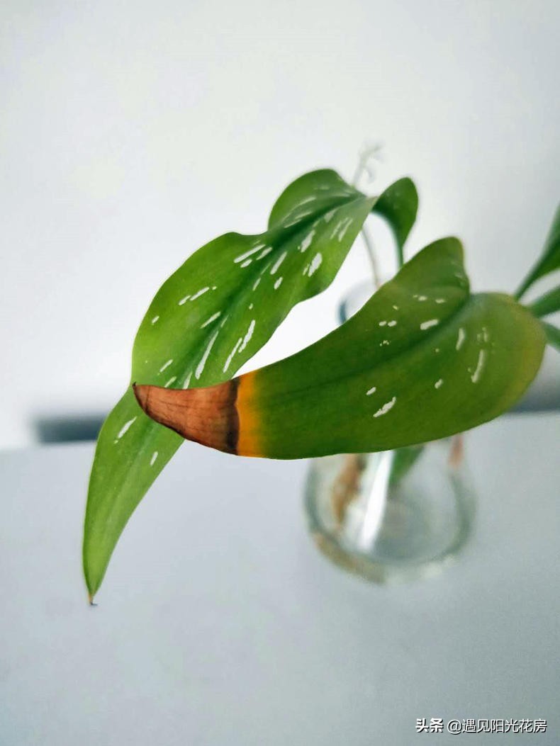 马蹄莲黄叶不开花是什么原因,马蹄莲叶子发黄解决办法水培