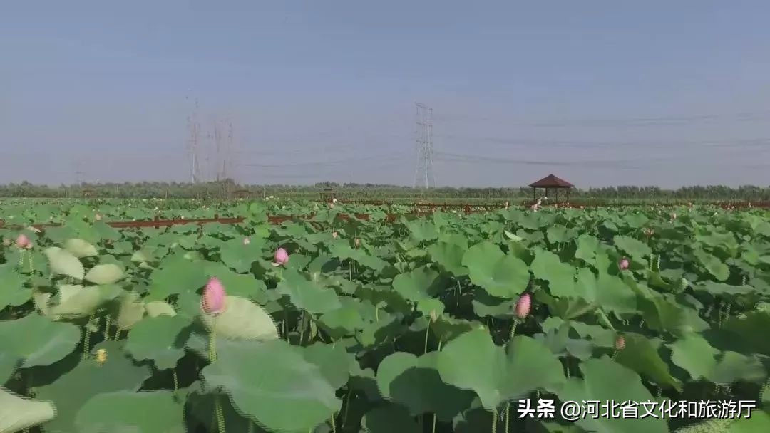 云游河北博物馆,云游河北平安过年