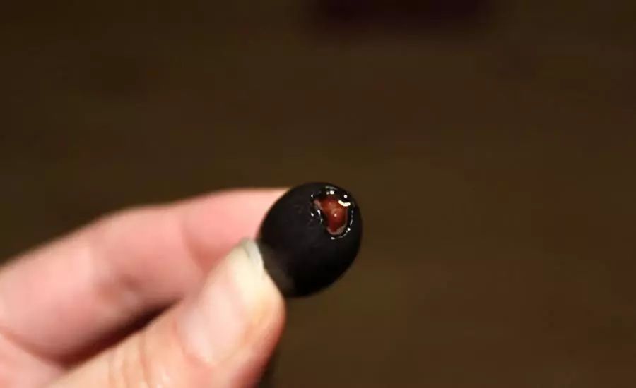 睡莲种子怎么养全过程,睡莲从种子开始养怎么养最好