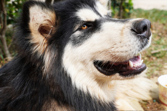 狗狗得狂犬病的前期表现,狂犬病狗狗的表现