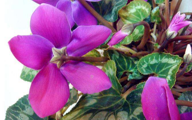 仙客来花开败后剩下球体怎么处理,仙客来花没开就枯萎了怎么办