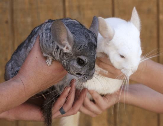 龙猫像老鼠为什么叫猫,像猫又像仓鼠一样的动物