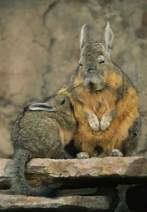 龙猫的亲人视频,龙猫的亲戚