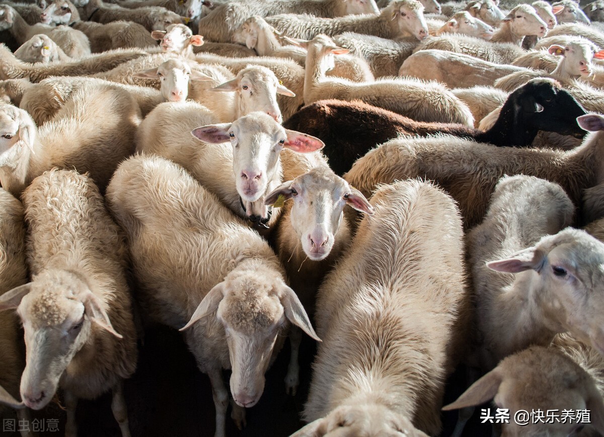 养殖20只母羊多久可以回本,养50只母羊当年能回本吗