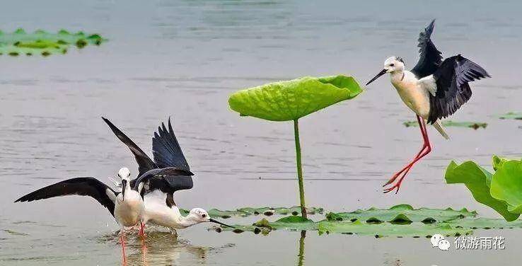 南京三桥湿地生态公园,南京三桥湿地公园