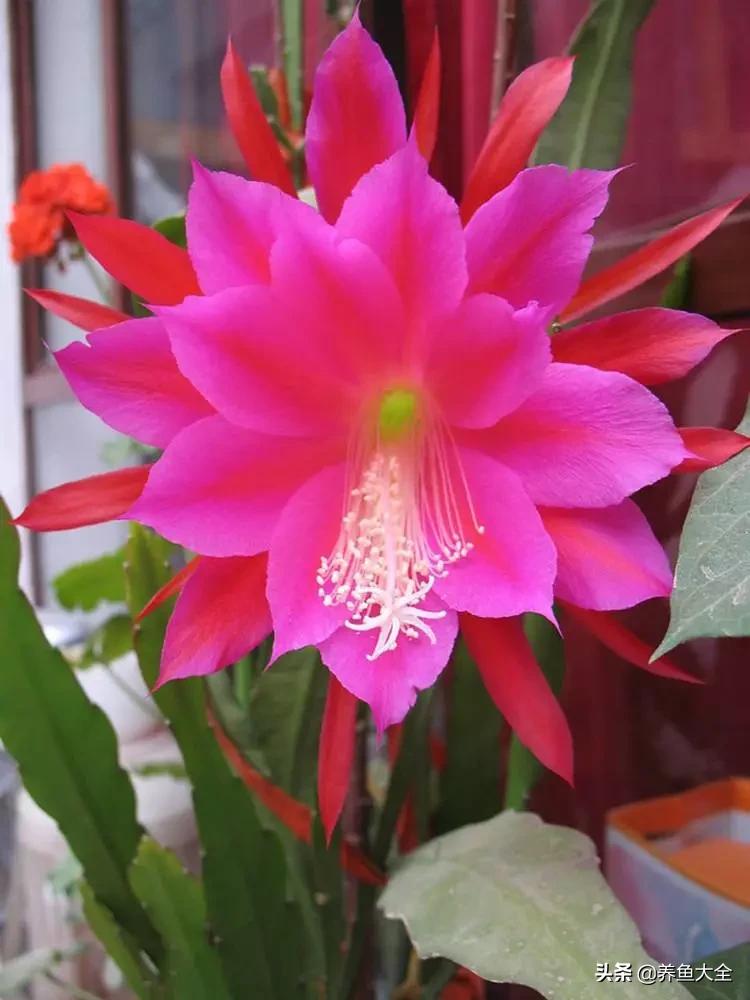 一至十二月的花期,12月到2月份的花期