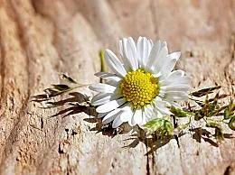 关于洋甘菊的护肤品有哪些,洋甘菊有哪些护肤功效呢