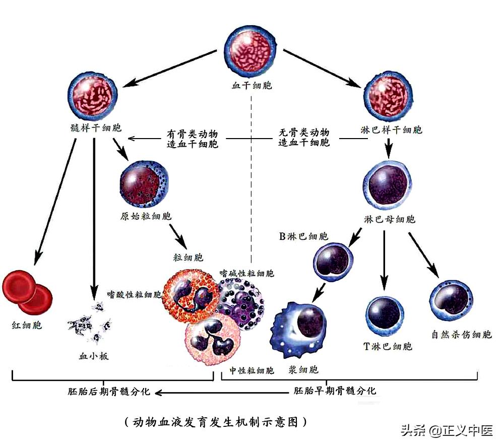 骨髓和肾精有什么关系,骨髓造血功能和肾有区别么