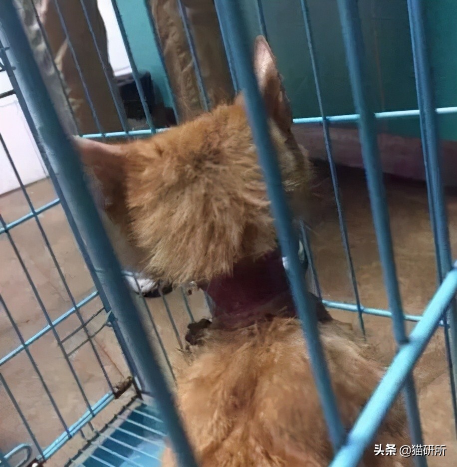 猫咪项圈对猫咪有危害吗,猫项圈给猫咪带来的危害