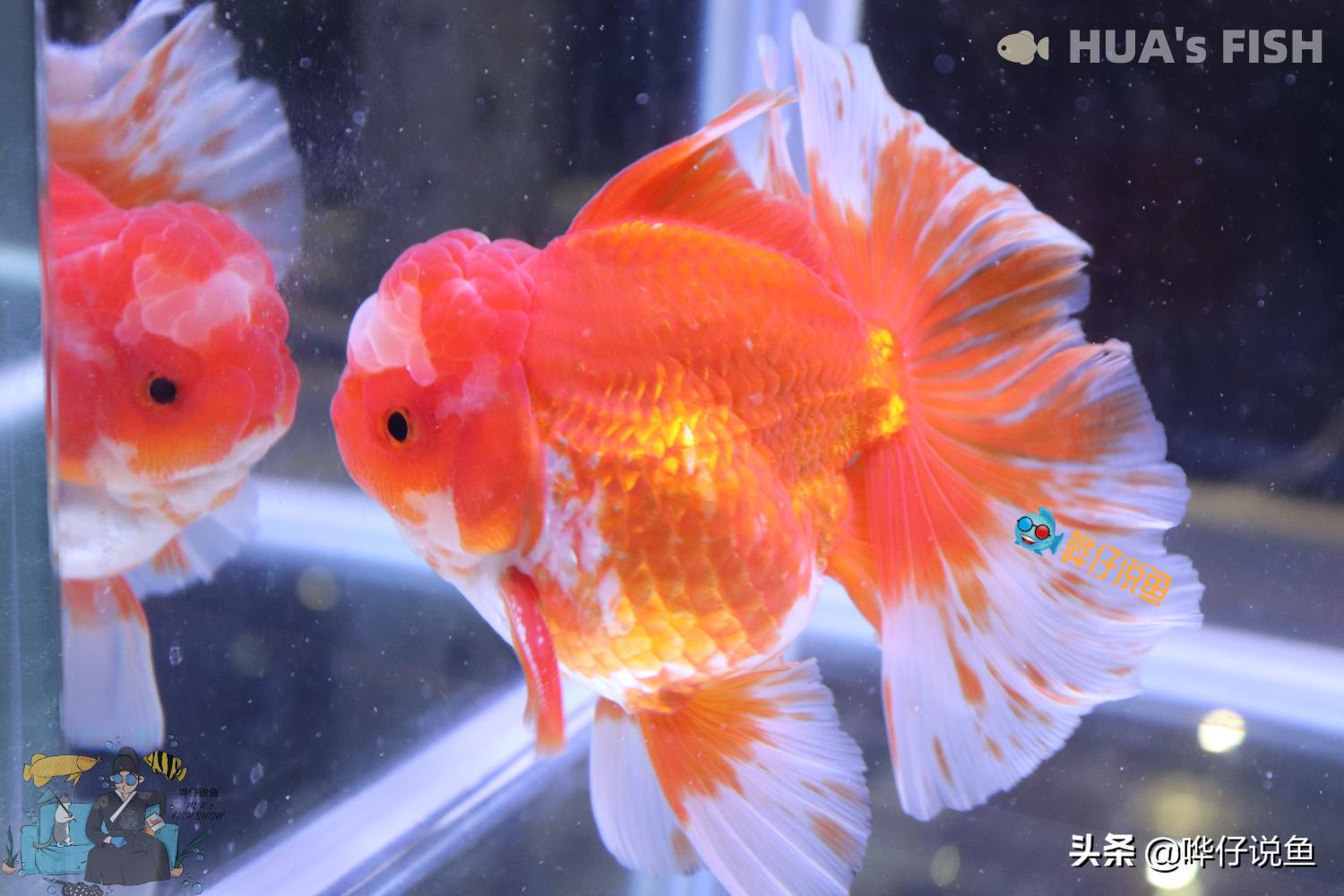 鱼缸怎么补充硝化细菌,如何让鱼缸产生硝化细菌