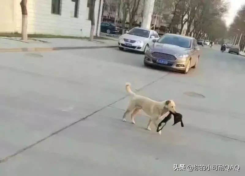 全网通缉照片上的狗,被全网通缉的狗