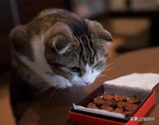 猫咪误食巧克力酱多久会中毒,猫咪不小心偷吃了一点点巧克力