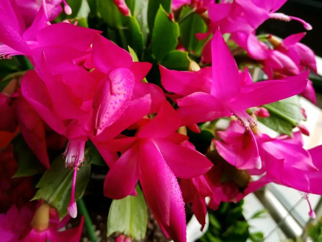 蟹爪兰20棵,有20株蟹爪兰适合多大的盆