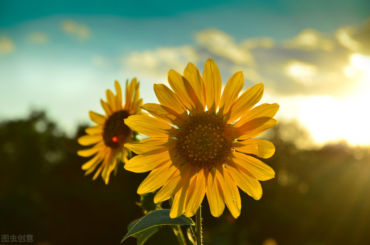 每个十一月生日对应的生日花,365天每天代表生日的花有哪些