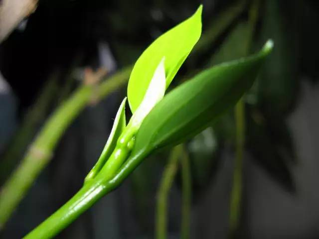 养花如何不把花养死,养花老是养死