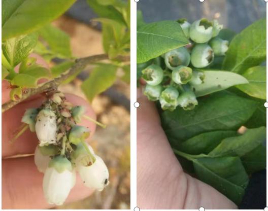 蓝莓虫害最佳防治时间,蓝莓常见虫害及防治知识回答