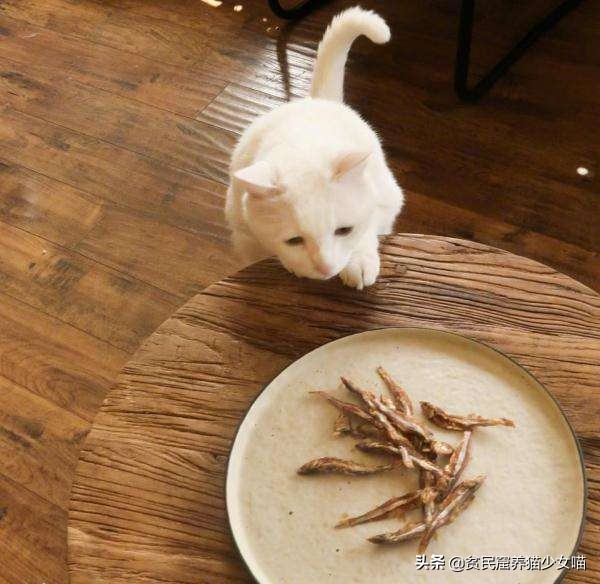 猫咪一般吃什么最好,喵星人喂食指南