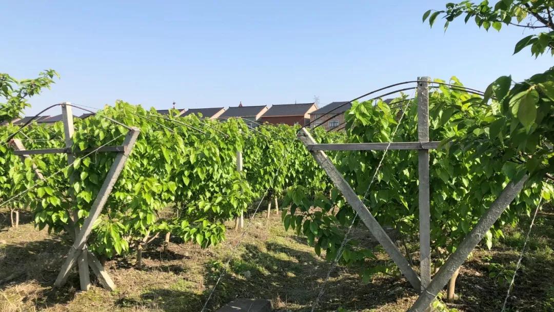 冬虫夏草500g正宗价格,2023年冬虫夏草新鲜价格表